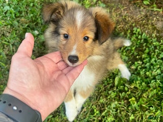 Shetland Sheepdog dogs - Ad 5