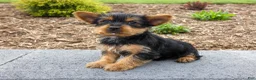 Yorkshire Terrier dogs for sale: Denver - Ad 3