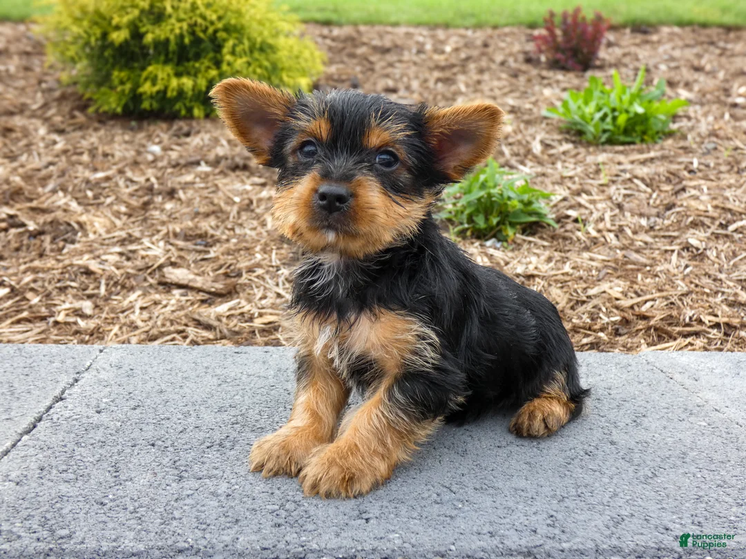 Yorkshire Terrier dogs for sale: Denver - Ad 3