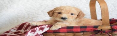 Goldendoodle Puppy 7