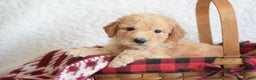 Goldendoodle dogs for sale: Goldendoodle Puppy 7 - Ad 1