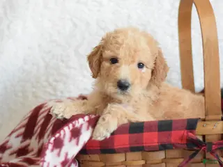 Goldendoodle dogs Goldendoodle Puppy 7 - Ad 28