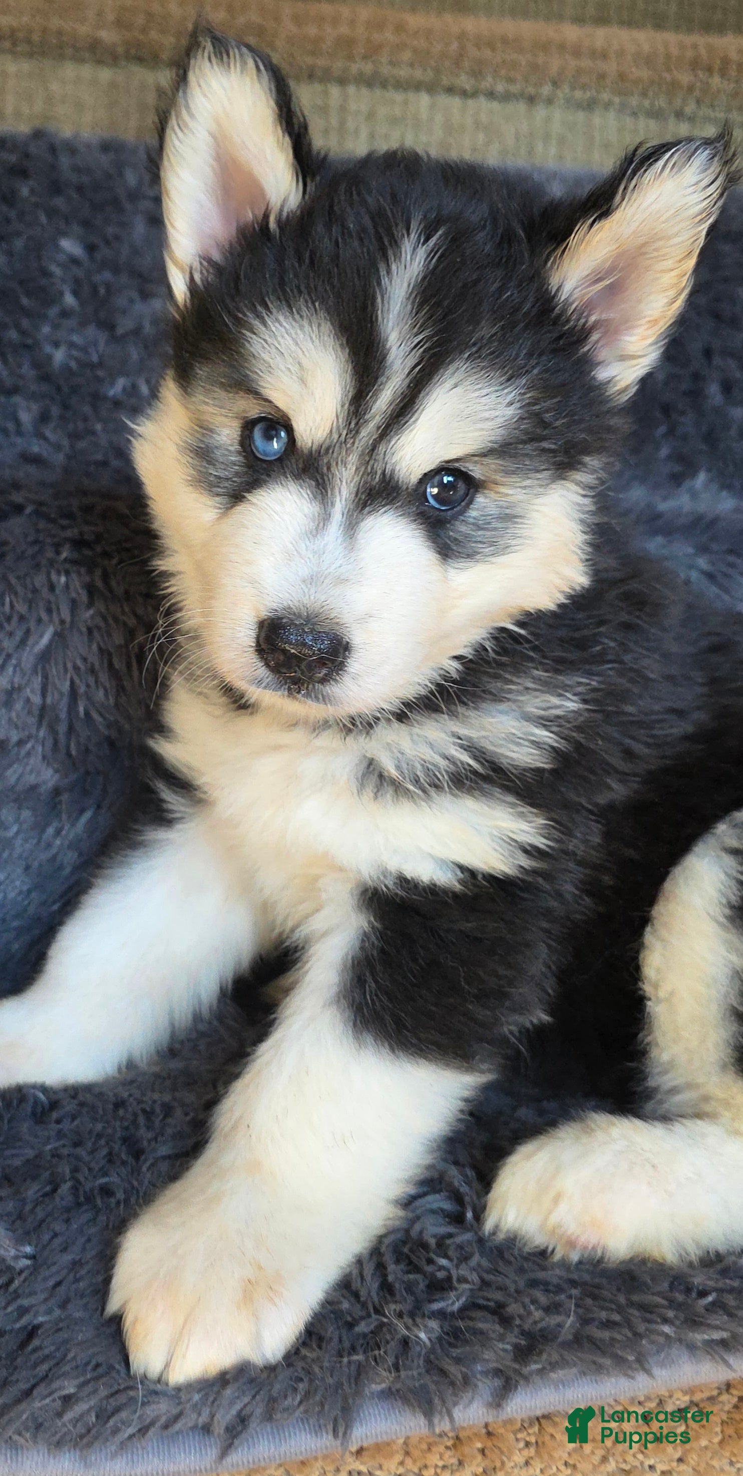 Siberian Husky dogs Mario - Ad 1