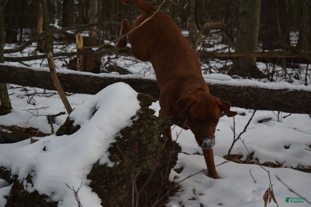 Labrador Retriever dogs for sale: Labrador Retriever Puppy 3 - Ad 6