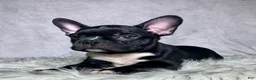 Mixed Breed dogs for sale: Mr Milo - Ad 8