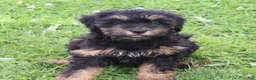 Mini Goldendoodle dogs for sale: Faye - Ad 4