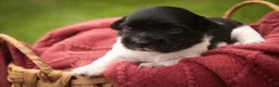 Havanese dogs for sale: Winnie Havanese  - Ad 5