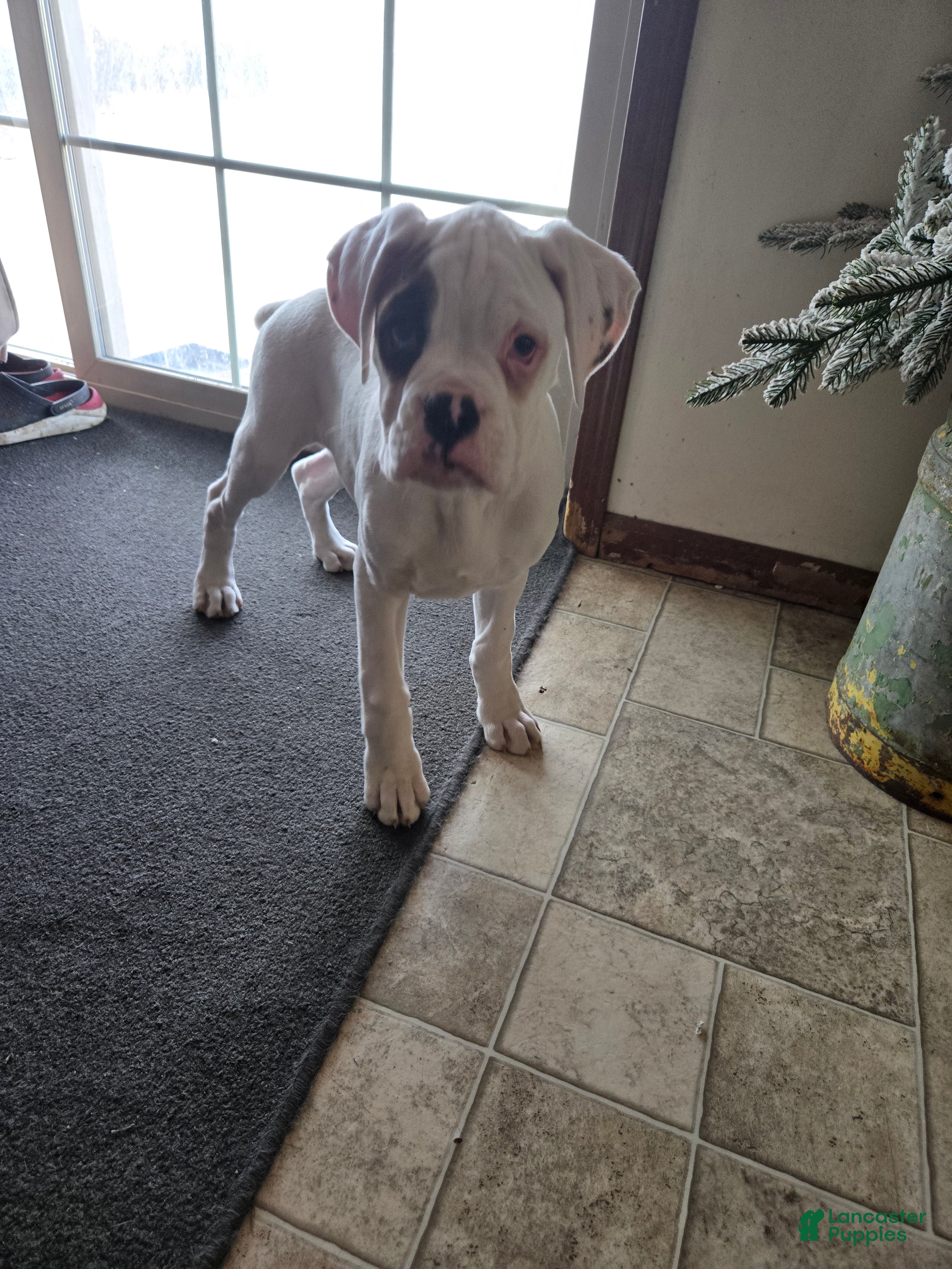 Boxer dogs Jimmy - Ad 1