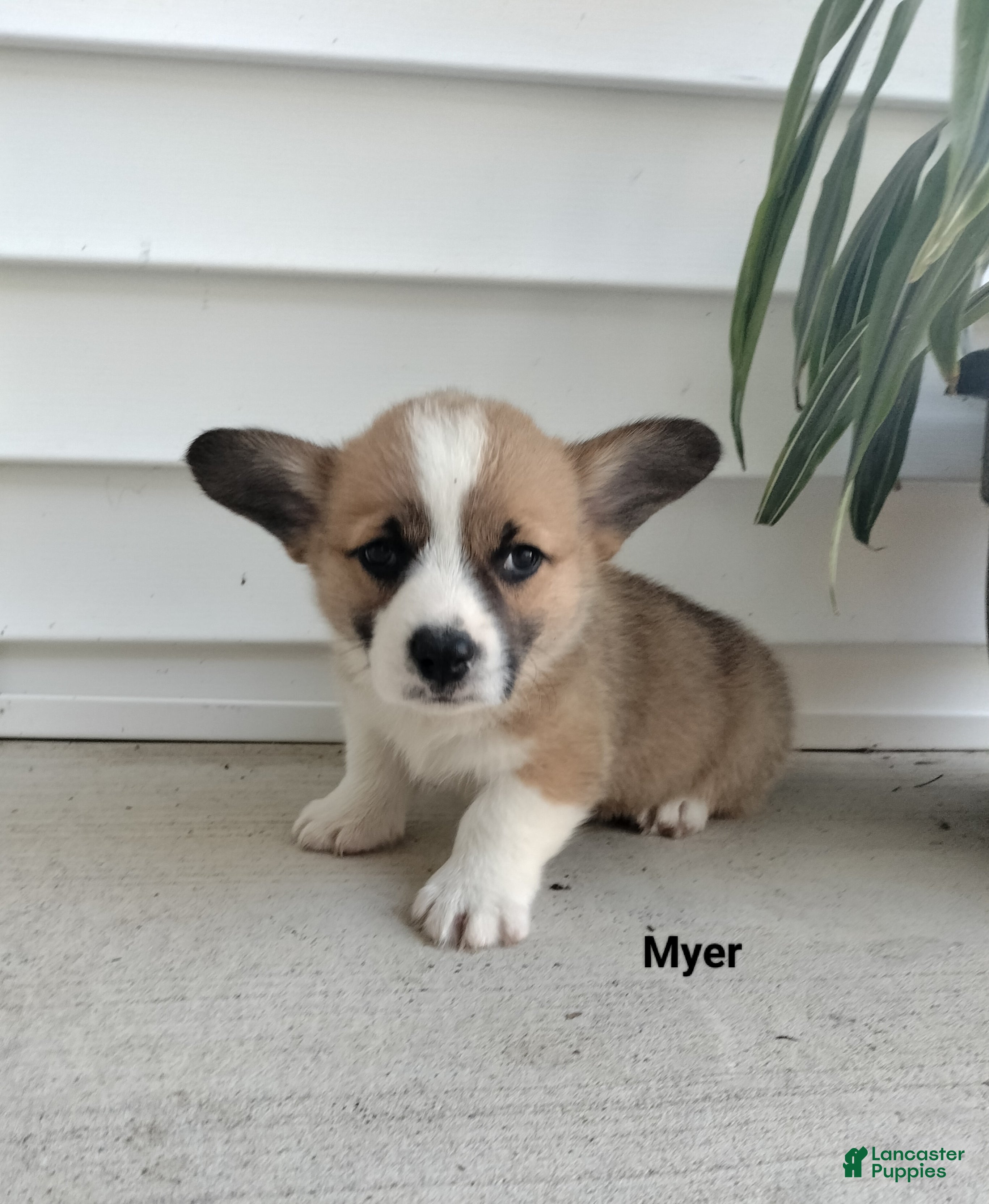 Welsh Corgi Pembroke dogs Myer - Ad 2