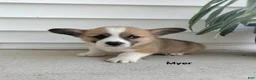 Welsh Corgi Pembroke dogs for sale: Myer - Ad 1