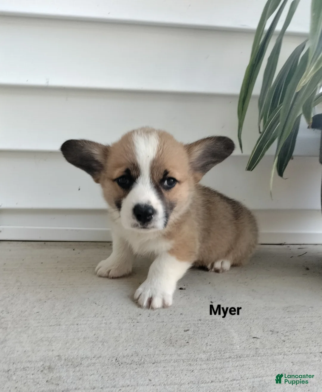 Welsh Corgi Pembroke dogs for sale: Myer - Ad 1