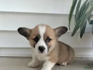 Welsh Corgi Pembroke dogs Myer - Ad 2