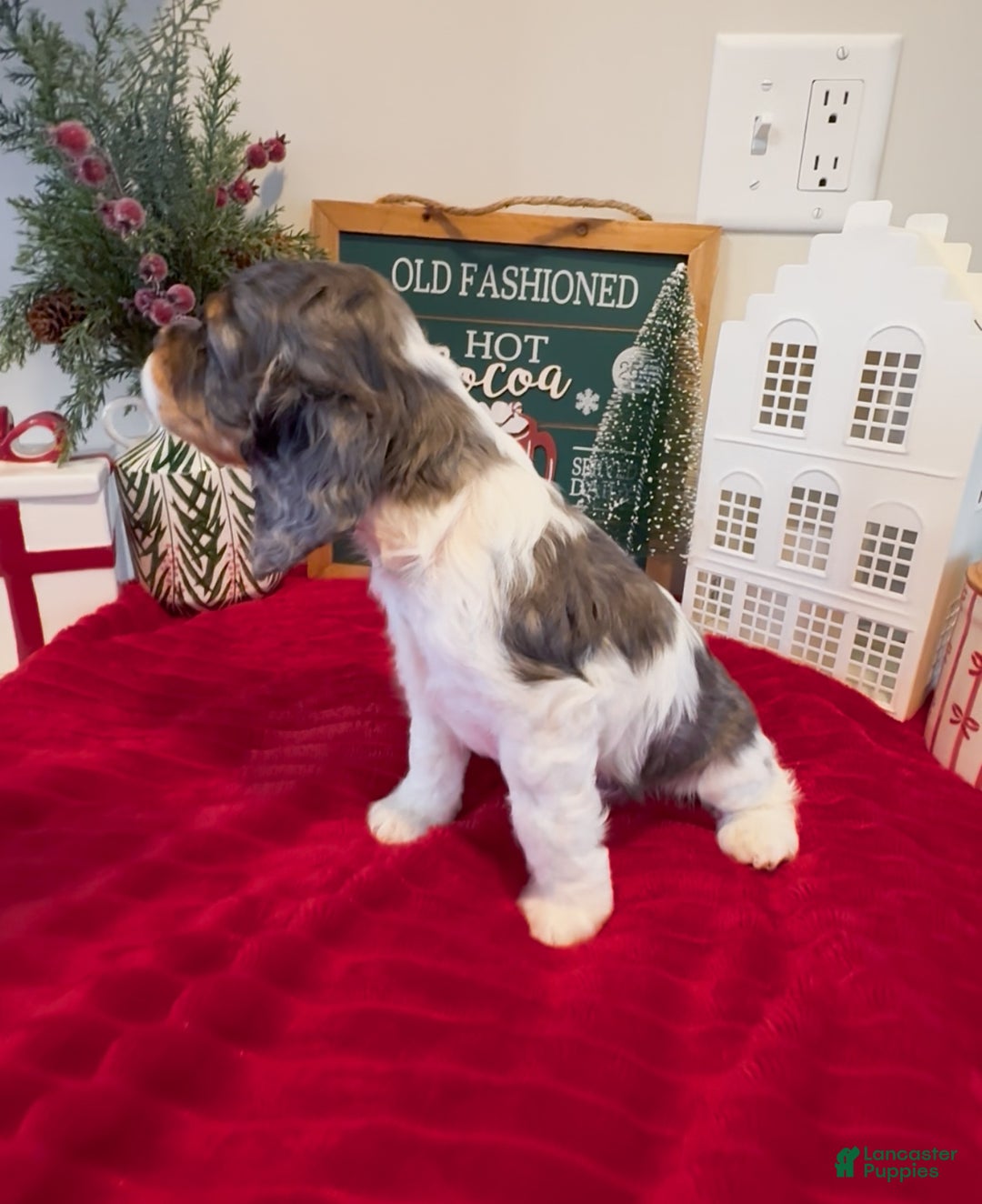 Cocker Spaniel dogs for sale: Knox - Ad 3