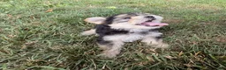 Morkie dogs for sale: Conner - Ad 7