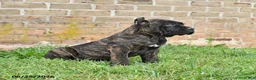 Cane Corso dogs for sale: Dawson - Ad 10