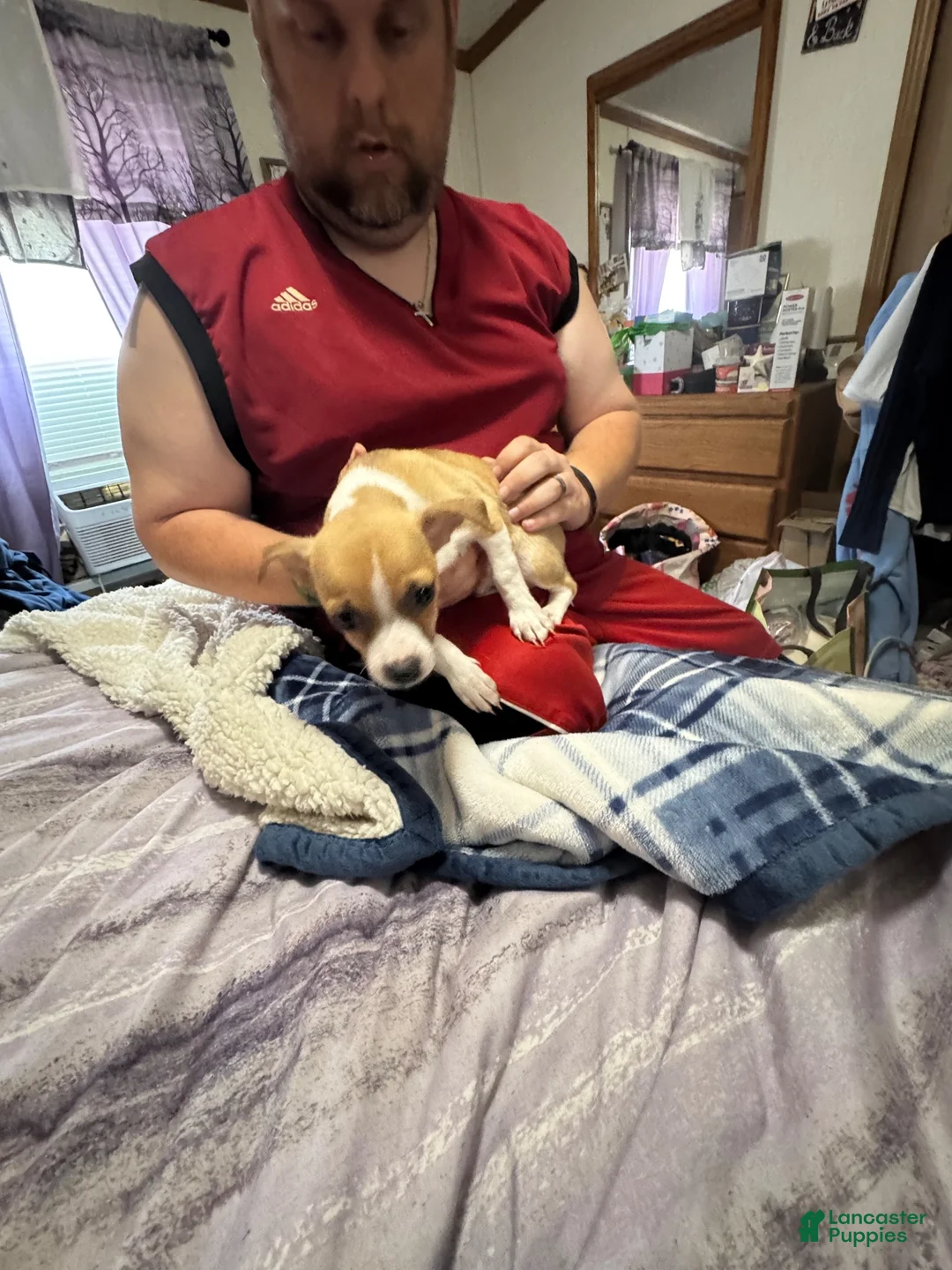 Chihuahua dogs for sale: Chihuahua 1 - Ad 2