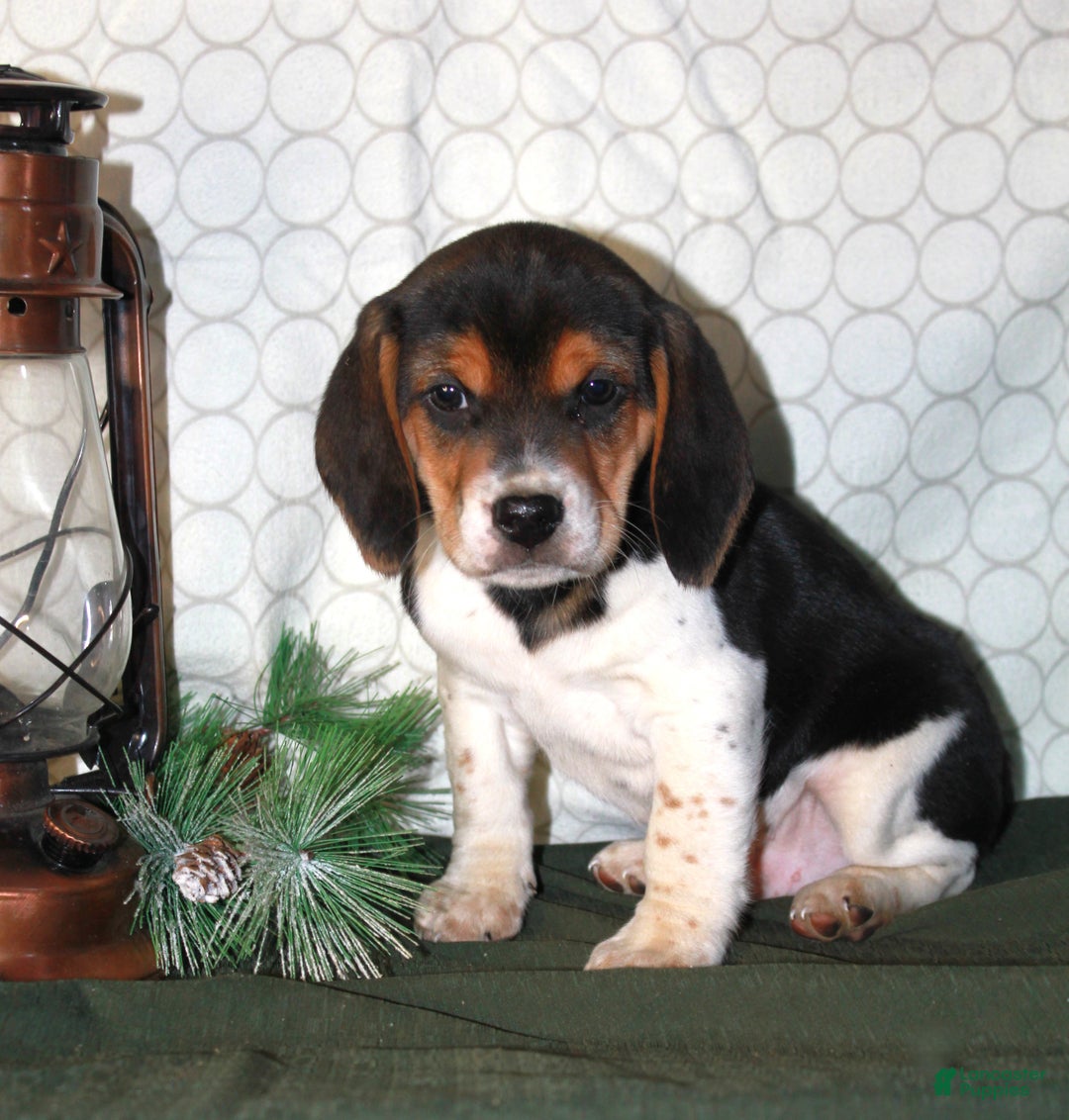 Beagle dogs for sale: Mocha - Ad 1