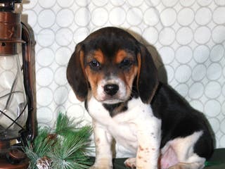 Beagle dogs Mocha - Ad 6