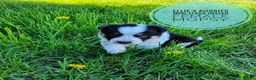 Mixed Breed dogs for sale: Mopsy  - Ad 1