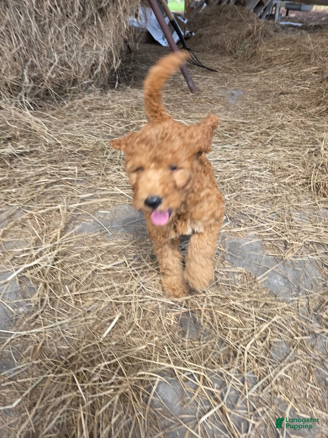 Goldendoodle dogs for sale: Belle - Ad 2
