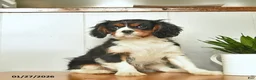 Cavalier King Charles Spaniel dogs for sale: Santa   - Ad 1
