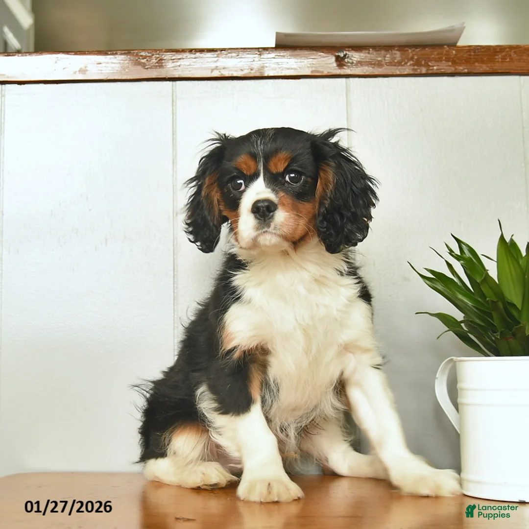 Cavalier King Charles Spaniel dogs for sale: Santa   - Ad 1