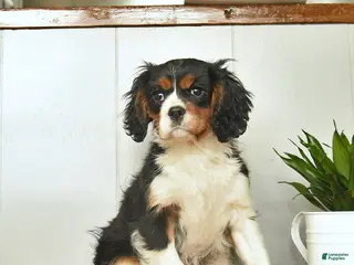 Cavalier King Charles Spaniel dogs Santa - Ad 2