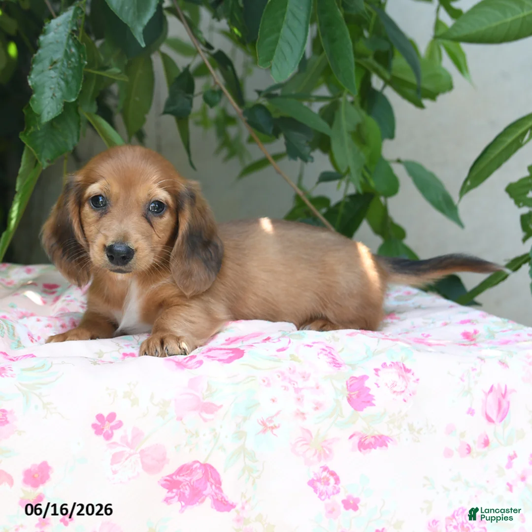 Miniature Dachshund dogs for sale: Worley - Ad 2