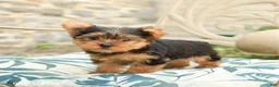 Yorkshire Terrier dogs for sale: Buddy - Ad 3