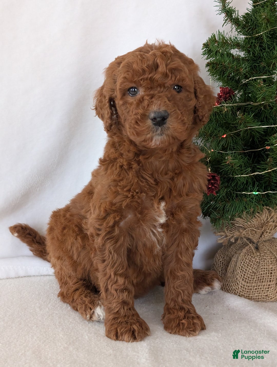 Goldendoodle dogs for sale: Miss Abby  - Ad 4
