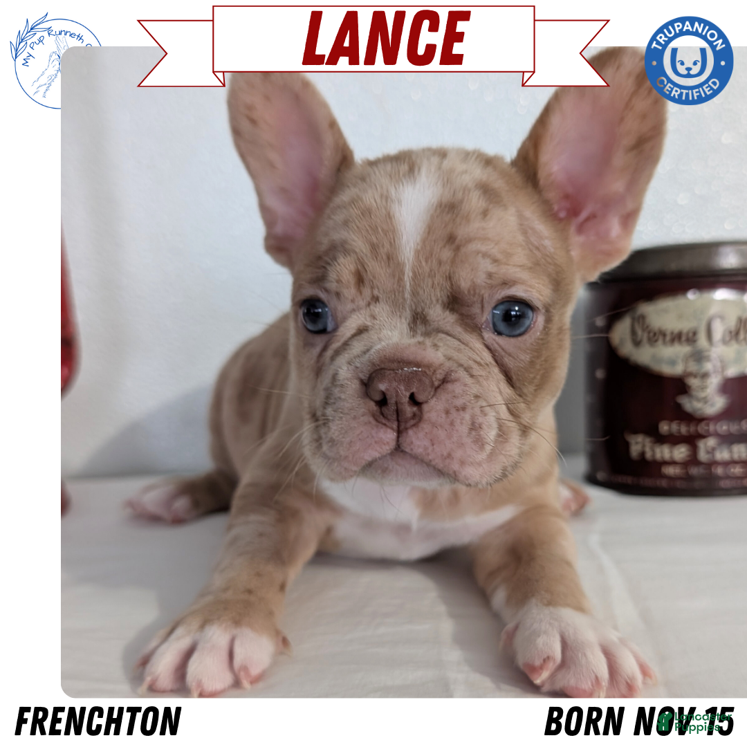 Frenchton dogs for sale: Lance - Ad 1