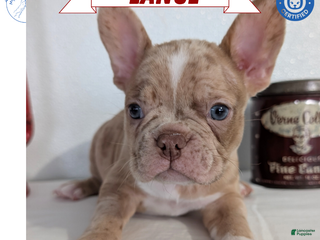 Frenchton dogs Lance - Ad 1