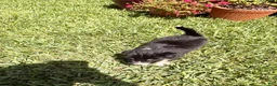 Mixed Breed dogs for sale: Jillian - Ad 12