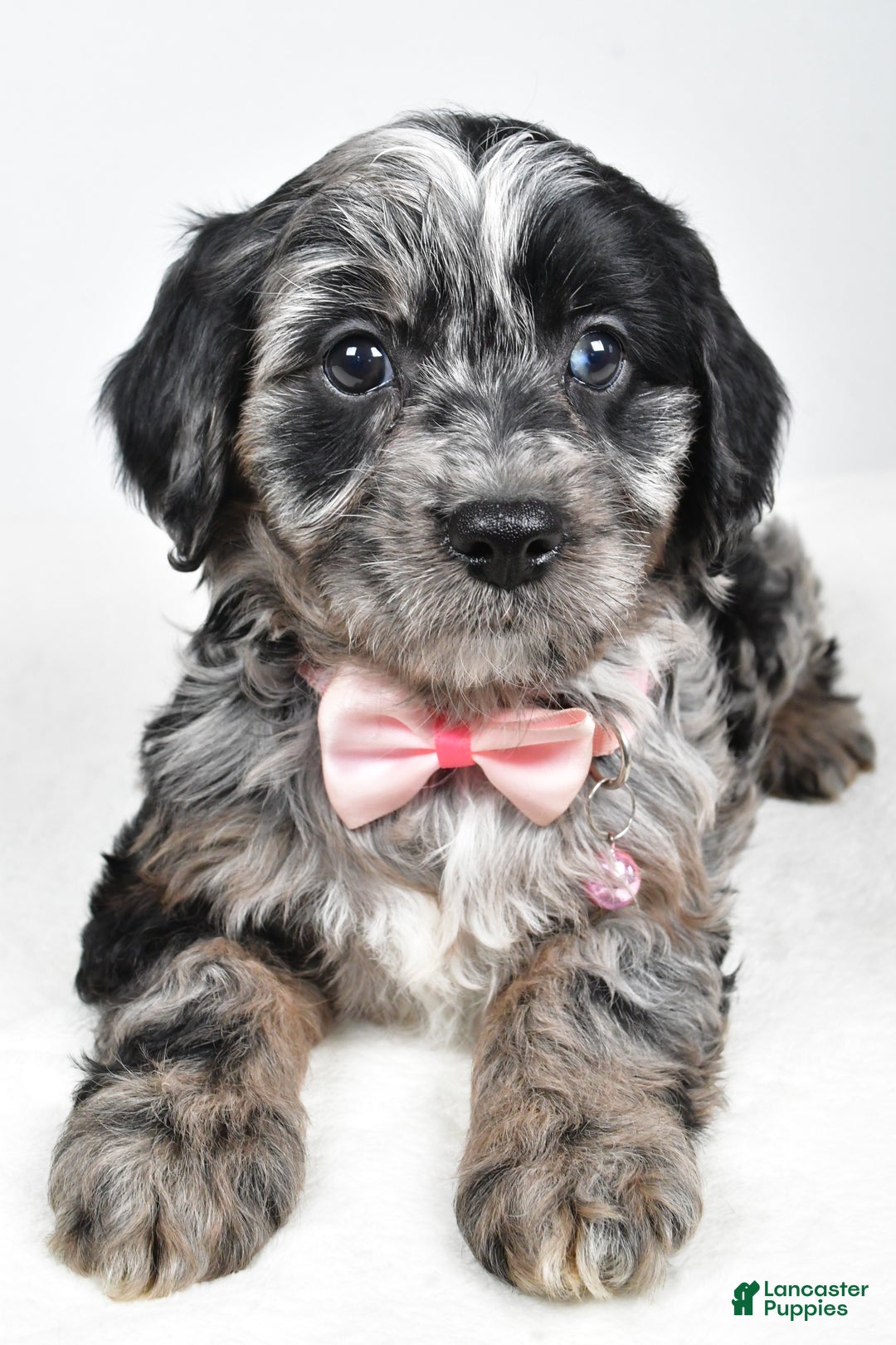 Cavapoo dogs for sale: Shirley  - Ad 3