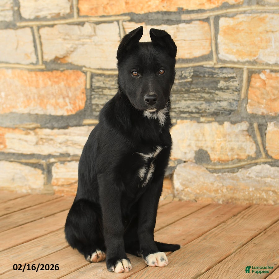 Mixed Breed dogs Gloria - Ad 2