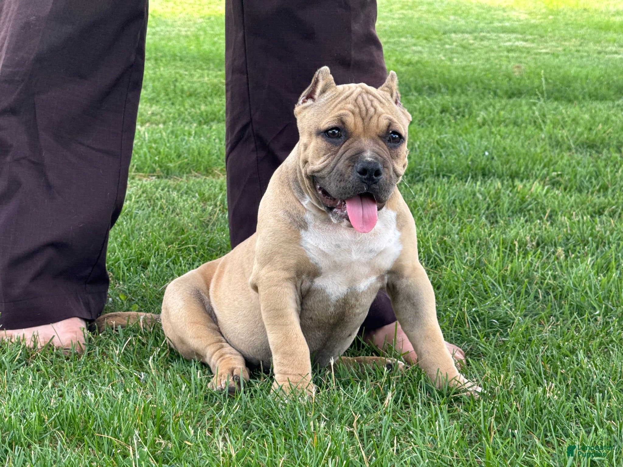 American Bully dogs Flora - Ad 1