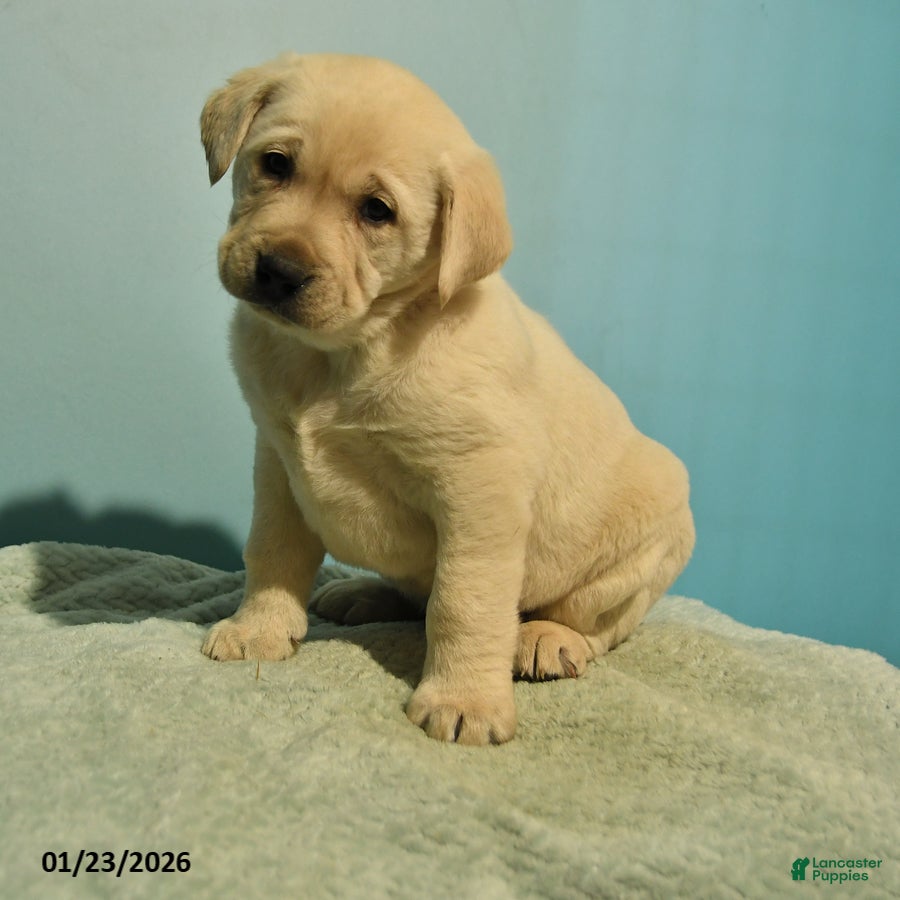 Labrador Retriever dogs Nelson - Ad 2
