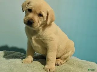 Labrador Retriever dogs Nelson - Ad 2