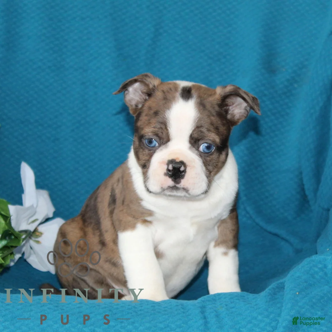 Boston Terrier dogs for sale: Andy  - Ad 1