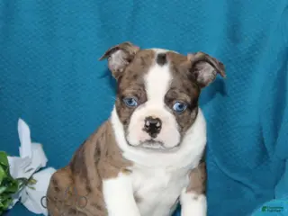 Boston Terrier dogs for sale: Andy - Ad 3