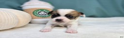 Chihuahua dogs for sale: Skittles - Ad 1