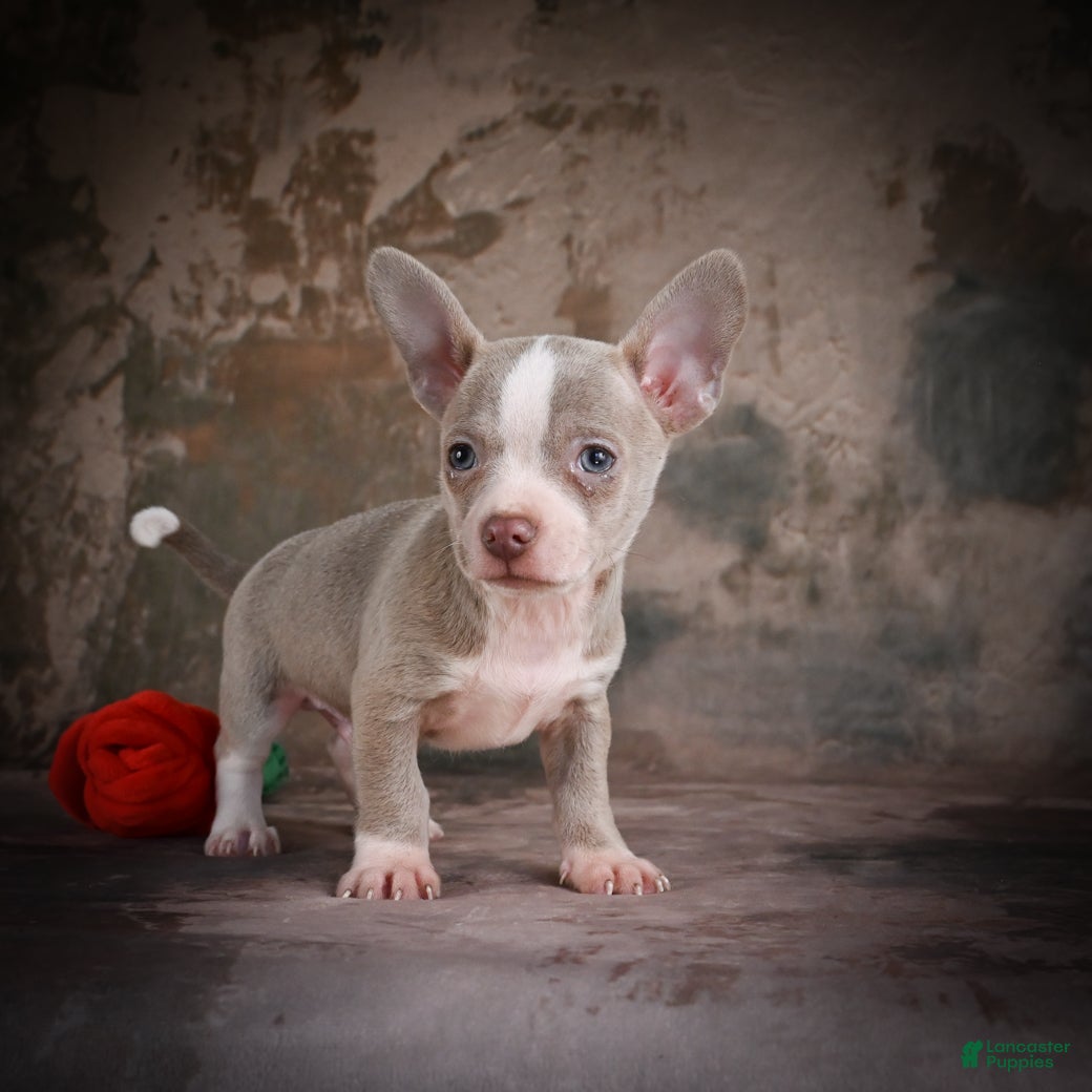 Chihuahua dogs for sale: Jay - Ad 10