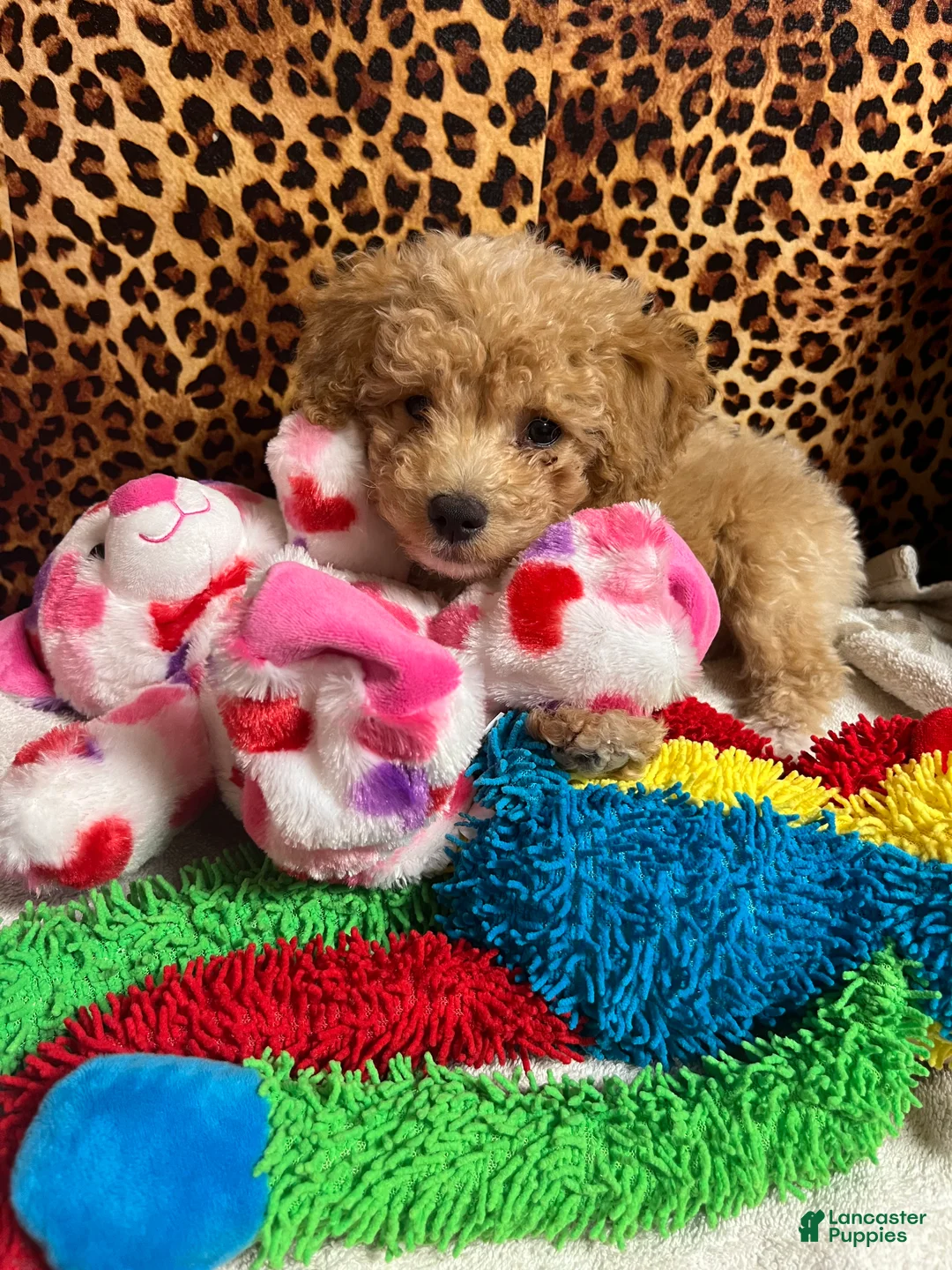 Toy Poodle dogs for sale: Toy Poodle Puppy 1 - Ad 2