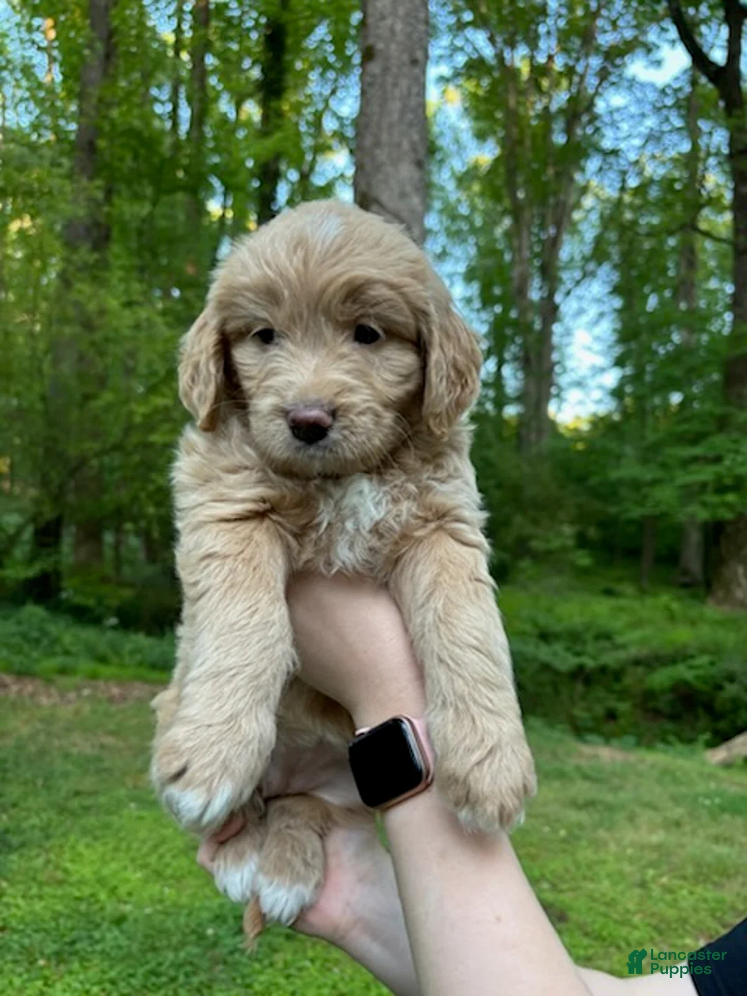 Mixed Breed dogs for sale: Gigi - Ad 6