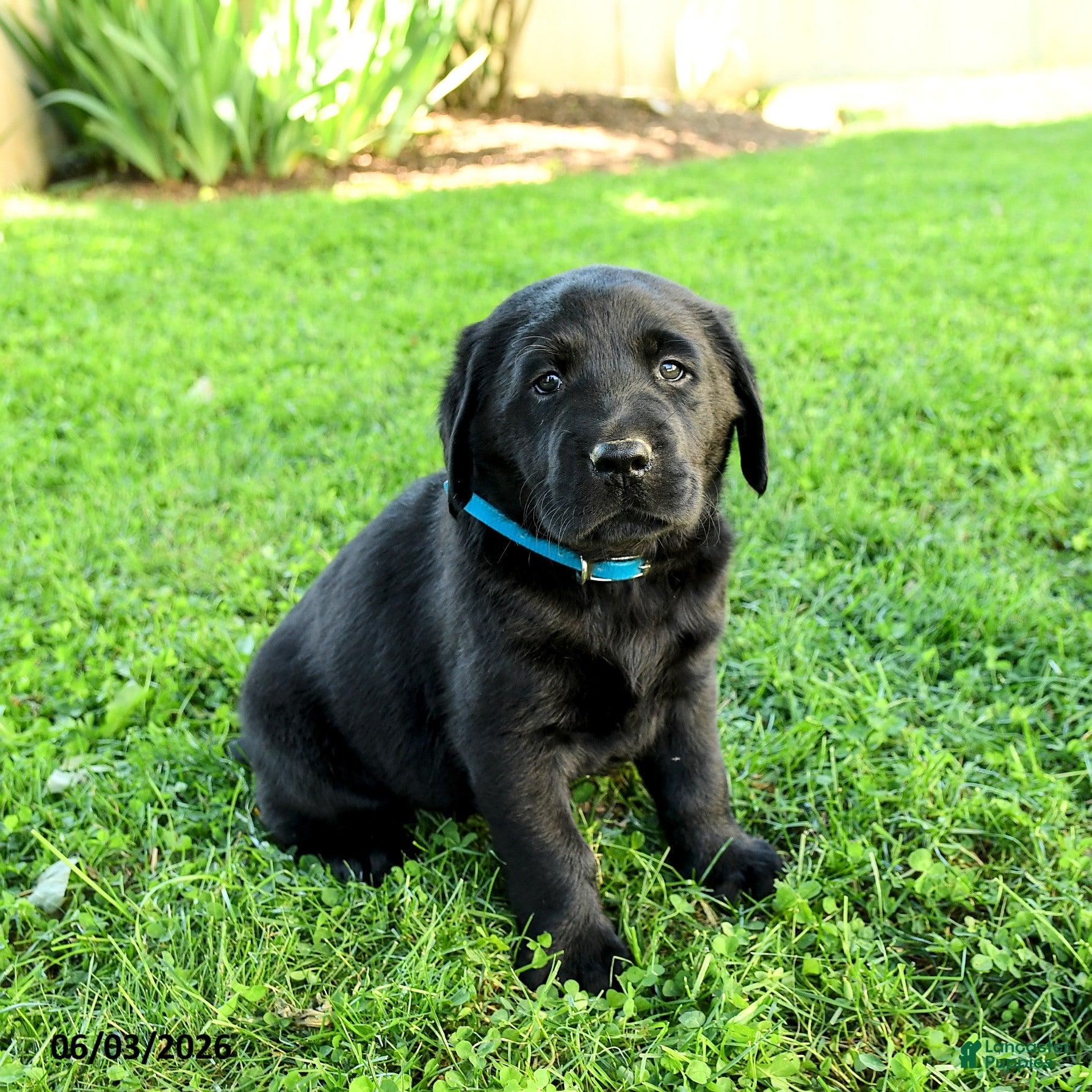 Labrador Retriever dogs Anderson - Ad 1