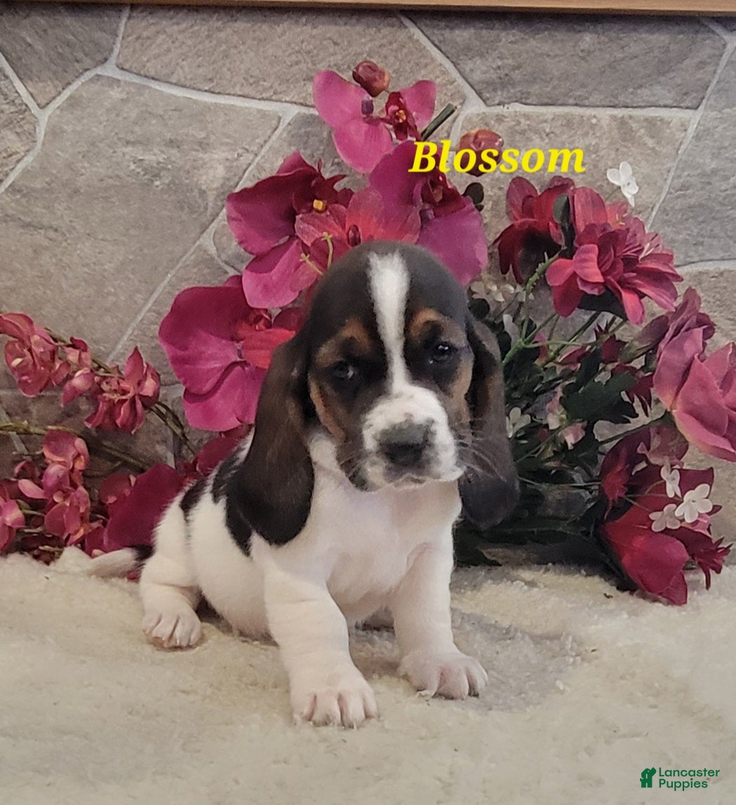 Basset Hound dogs Blossom - Ad 2