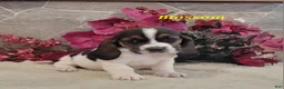Basset Hound dogs for sale: Blossom - Ad 2