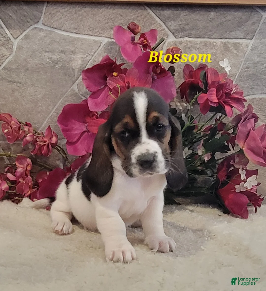 Basset Hound dogs for sale: Blossom - Ad 2