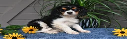 Cavalier King Charles Spaniel dogs for sale: Jaxon - Ad 1