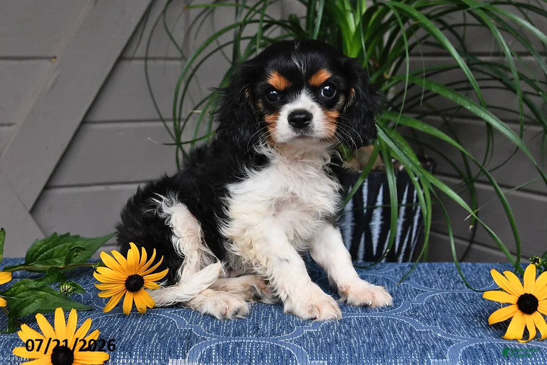 Cavalier King Charles Spaniel dogs for sale: Jaxon - Ad 1